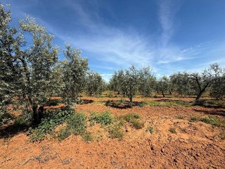 Terreno en venta en Aznalcázar