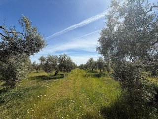 Terreno en venta en Aznalcázar