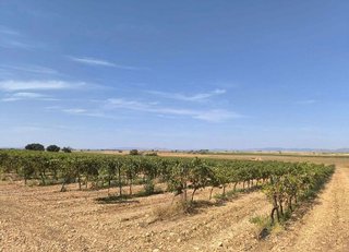 Terreno en venta en Daimiel