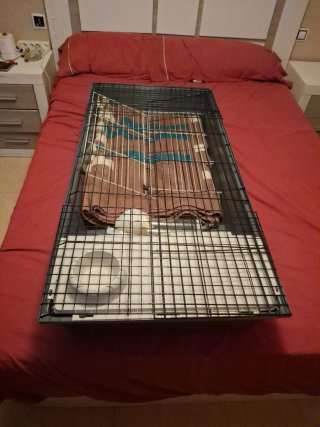 Jaula para conejo en buen estado
