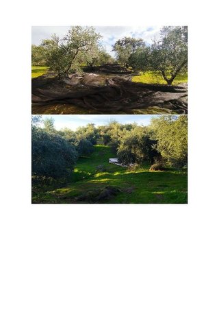 Terreno en venta en Hornachuelos