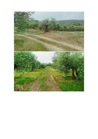 Terreno en venta en Hornachuelos