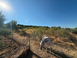 Terreno en venta en Martos