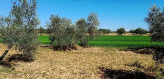 Terreno en venta en Centro en Valdepeñas