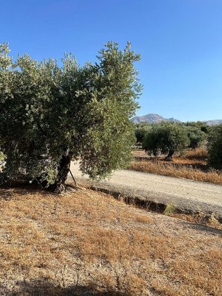 Terreno en venta en Priego de Córdoba