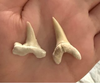 2 Dientes de Tiburón Fósil