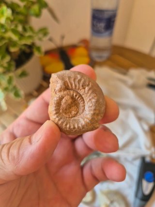 Fósil Ammonite