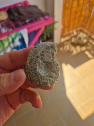 Fósil de Amonite
