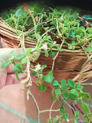 Cesta mimbre con plantas