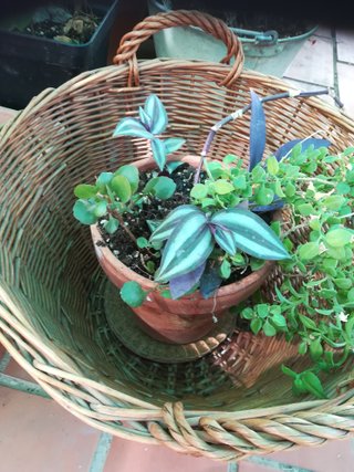 Cesta mimbre con plantas