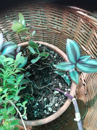 Cesta mimbre con plantas