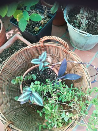 Cesta mimbre con plantas