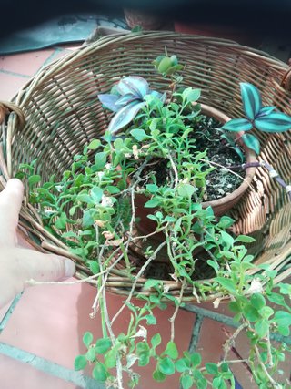 Cesta mimbre con plantas