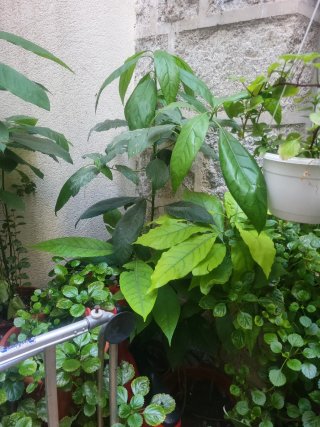 Planta de aguacate y más plantas