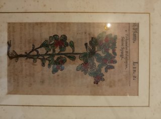3 Quadri Radica Stampe Botaniche