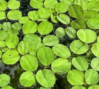 Salvinia minima - Planta flotante acuario