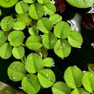 Salvinia minima - Planta flotante acuario