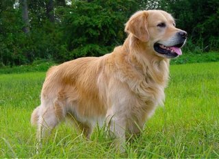 Paseador de perros