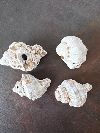 Conchiglie decorative traforate 4 pezzi vintage