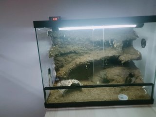 Terrario gecko leopardo