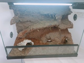Terrario gecko leopardo
