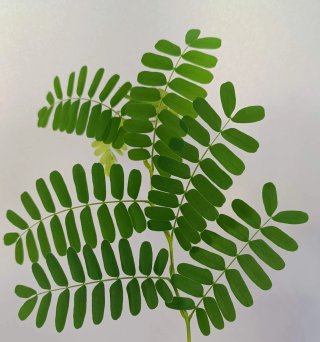 Plantones de Tamarindo (Tamarindus indica)