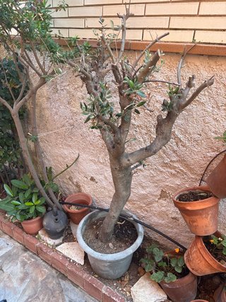 Olivo en maceta