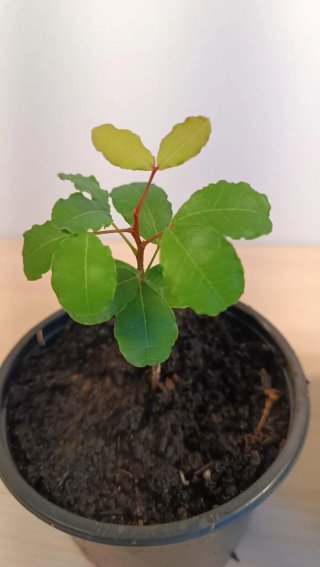 Plantones de Algarrobo (Ceratonia siliqua)