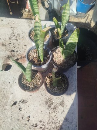 6 Lenguas de Suegra Pequeñas