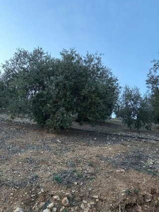 Terreno en venta en Priego de Córdoba