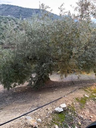Terreno en venta en Priego de Córdoba