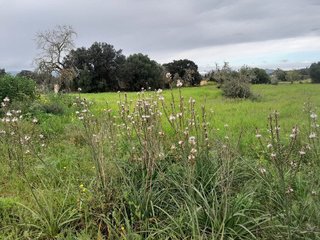 Terreno en venta en Muro en Muro