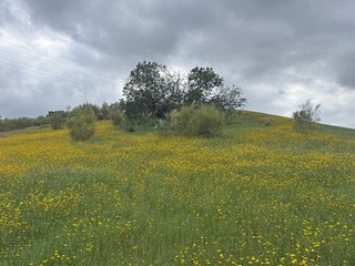 Terreno en venta en Centro en Alhaurín el Grande