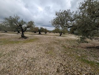 Terreno en venta en Traiguera