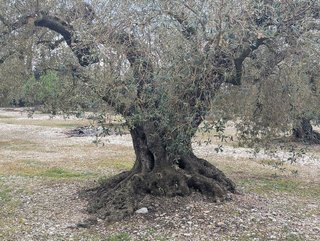 Terreno en venta en Traiguera