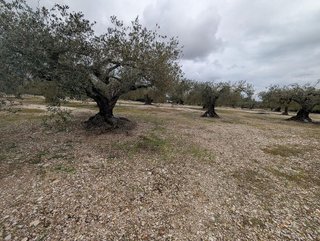 Terreno en venta en Traiguera