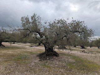 Terreno en venta en Traiguera