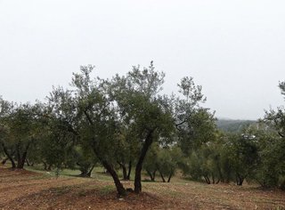 Terreno en venta en Peligros