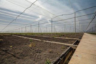 Terreno en venta en Pedanías Sur en Utrera