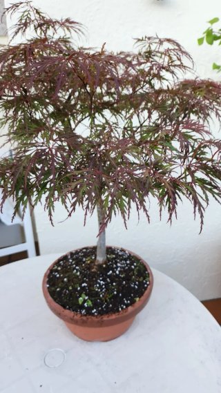 Bonsai Arce Palmatum