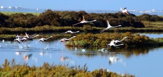 Piso en venta en Núcleo Urbano en Chiclana de la Frontera