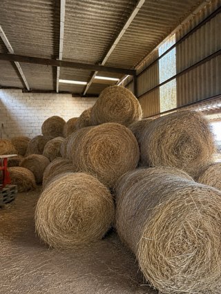 Alfalfa para animales, rollos grandes y bala peque