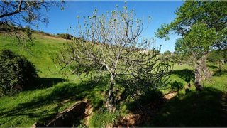 Terreno en venta en Almadén