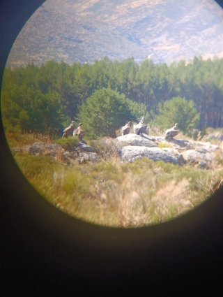 Pluma de buitre