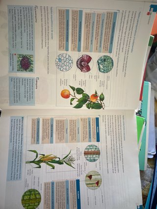 Biología y geología, ciencias, Bachillerato 1