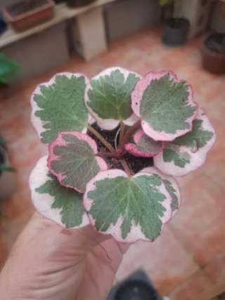 Saxifraga bebé pink