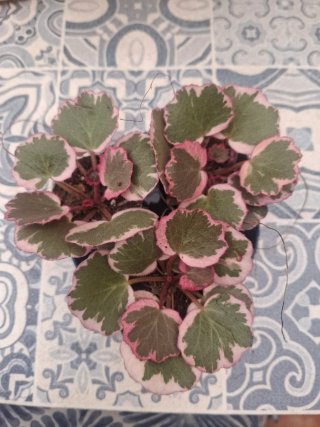 Saxifraga bebé pink