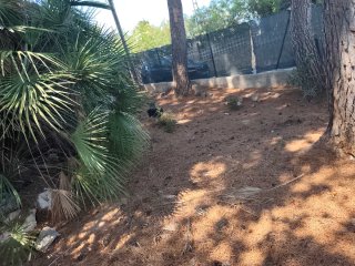 Limpieza jardin