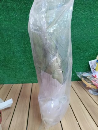 Planta artificial galatea 49 cm altura, Catral