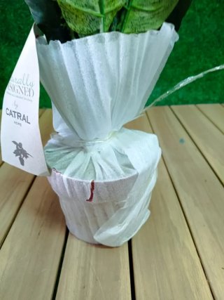 Planta artificial galatea 49 cm altura, Catral